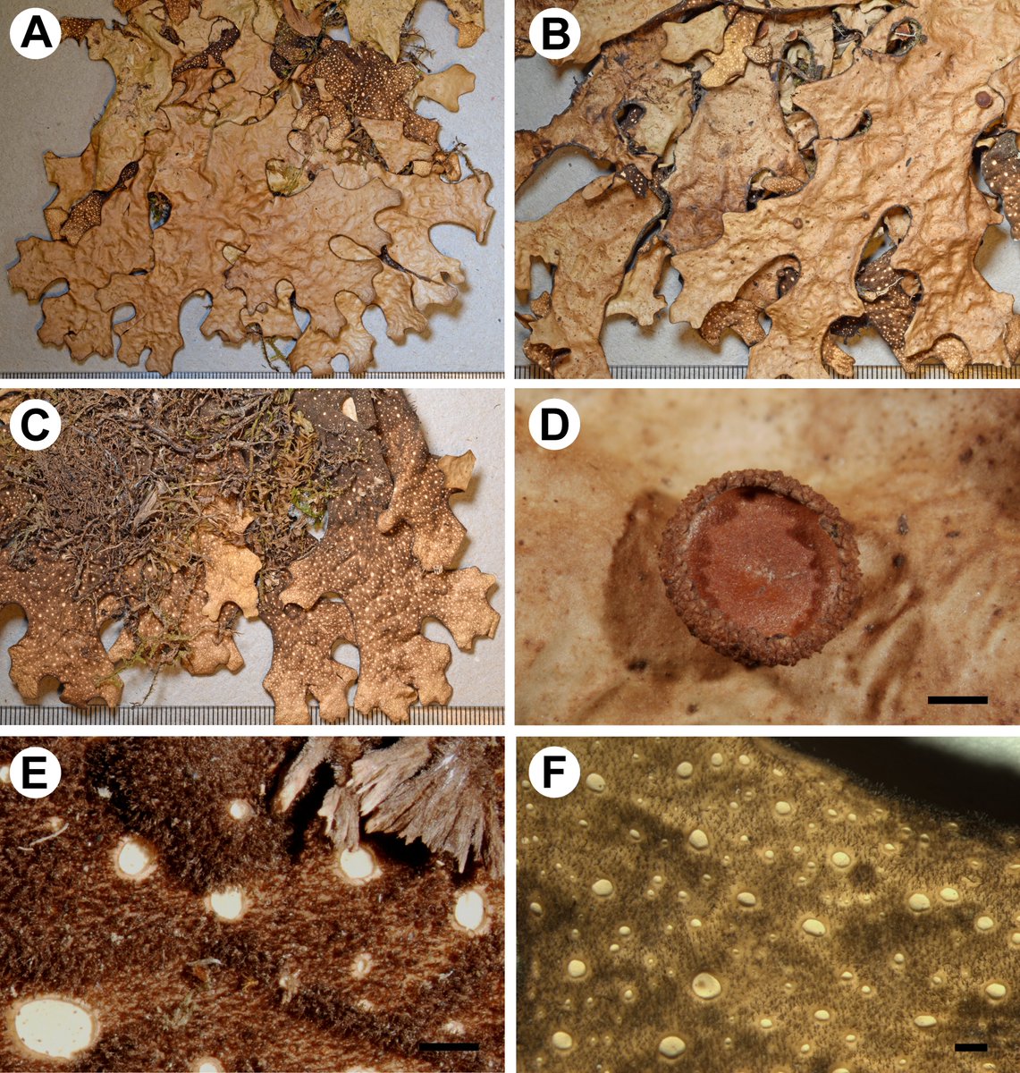 Molecular revision of material of Sticta lichens collected in Bolivia resulted in the discovery of four new species, plus an additional species reported as new to Bolivia. doi.org/10.3897/mycoke…