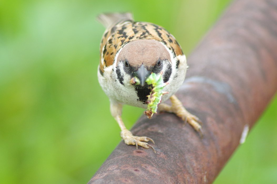 こりゃオオモノゲットしたね🐛 #雀 #スズメ #すずめ #sparrow #鳥 #小鳥 #野鳥 #ちゅん活 #スズメ写真集 #bird