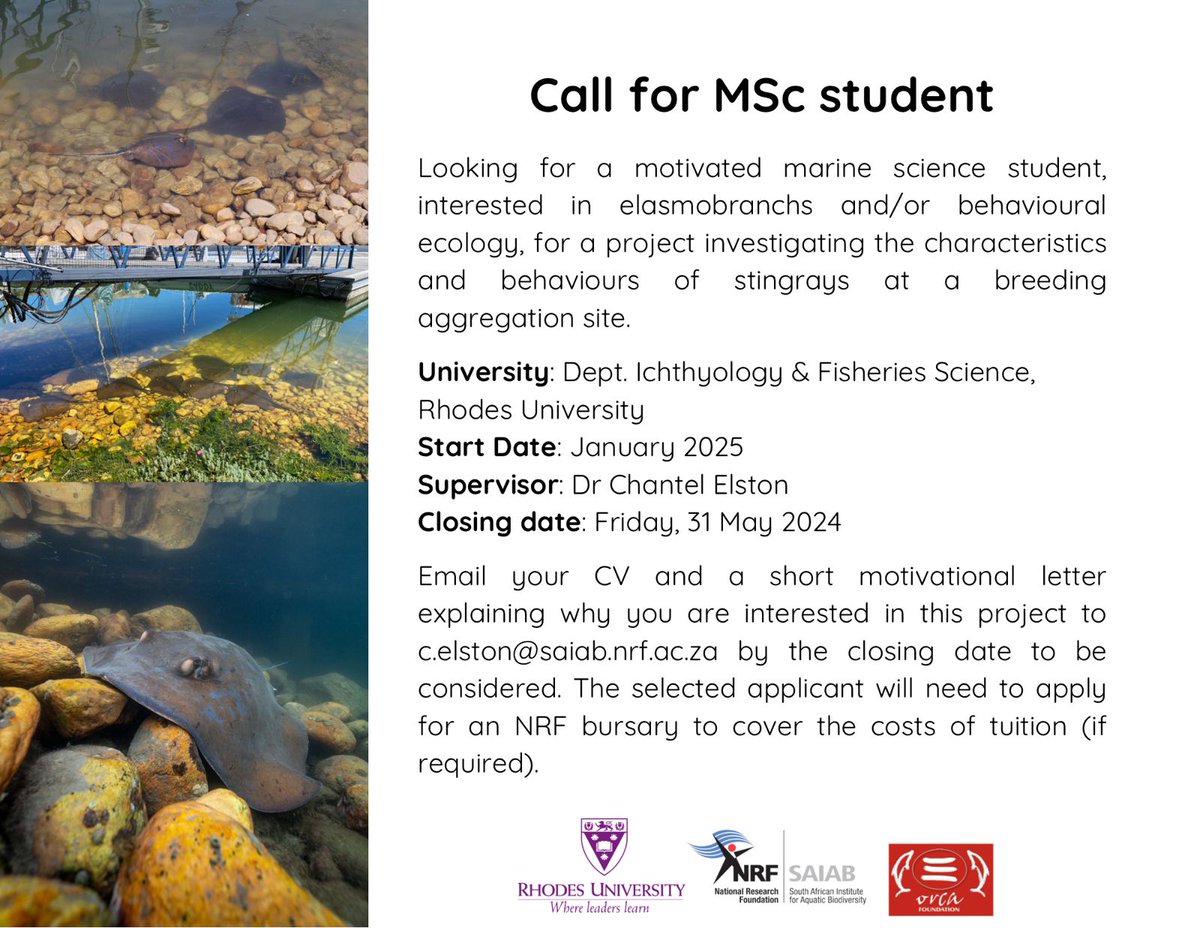 🎓MSc opportunity @rhodes_uni Investigate blue stingrays at a breeding site in Knysna Estuary Intrigued? Submit CV & letter of motivation to Dr. Chantel Elston by 31 May! sancor.nrf.ac.za/Documents/31Ma…… #stingrays #marinebiology #MSc #research