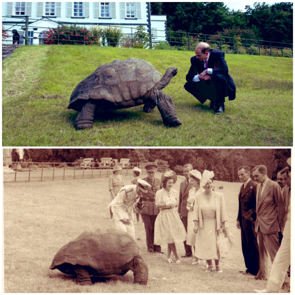 #OTD 77 years ago the #RoyalFamily visited the 🇬🇧 Overseas Territory of #Sthelena 🇸🇭 where they met #Jonathan the tortoise🐢, who met the current Duke of Edinburgh this year