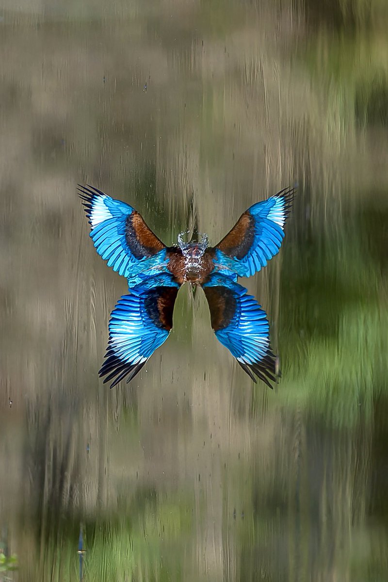 Is this a beautiful butterfly or…?