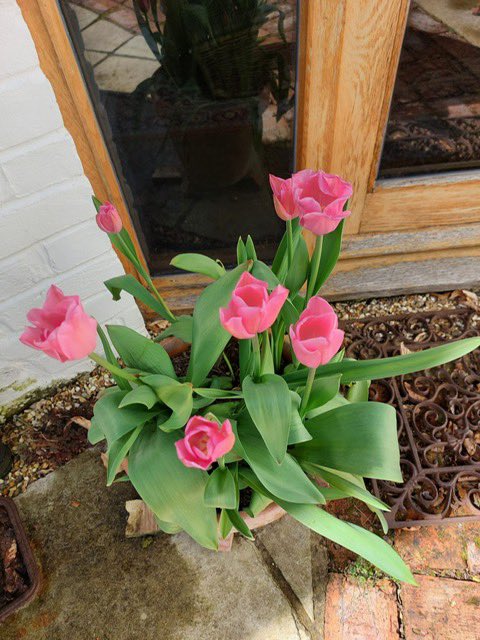 We’re getting some lovely photos in of your special and unique @UCAREoxford charity tulip 🌷 Why not show us yours #tweetyourtulip If you haven’t got yours yet, orders are open bulbs.co.uk/product/ucares… @BulbsCo