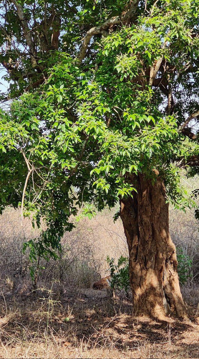 Spot the tigress #Bandipur