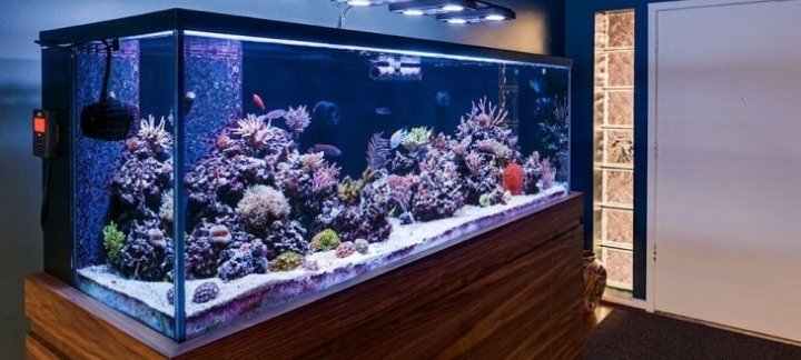 Men There are somethings that are very unnecessary to have in your home... 1. Fish tank