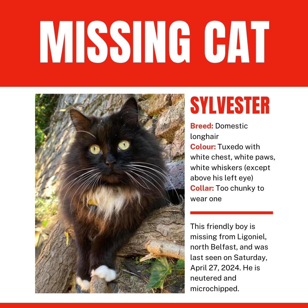 My cat has been missing since Saturday which is very out of character. 🥺 Please share in #Belfast / Northern Ireland. 🙏🏼