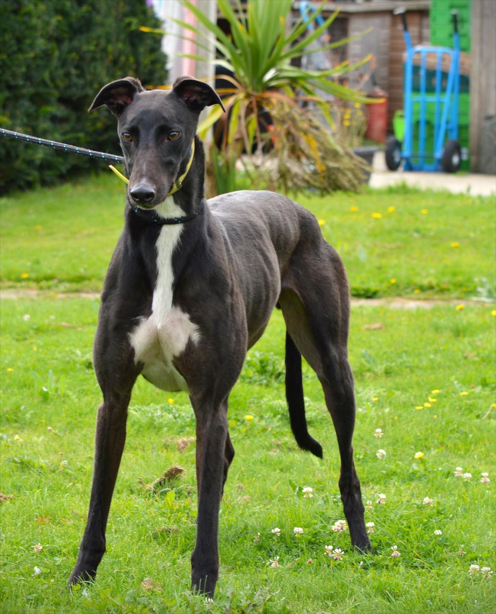 #k9hour Mick DoB 8.9.19 He is a big lovable lad who on first impressions seems like a chilled lad who takes everything in his stride, more info/adopt him from @RetGreys_Cbury UK Call Us: 07783 367032 Email Us: info@retiredgreyhoundscanterbury.co.uk