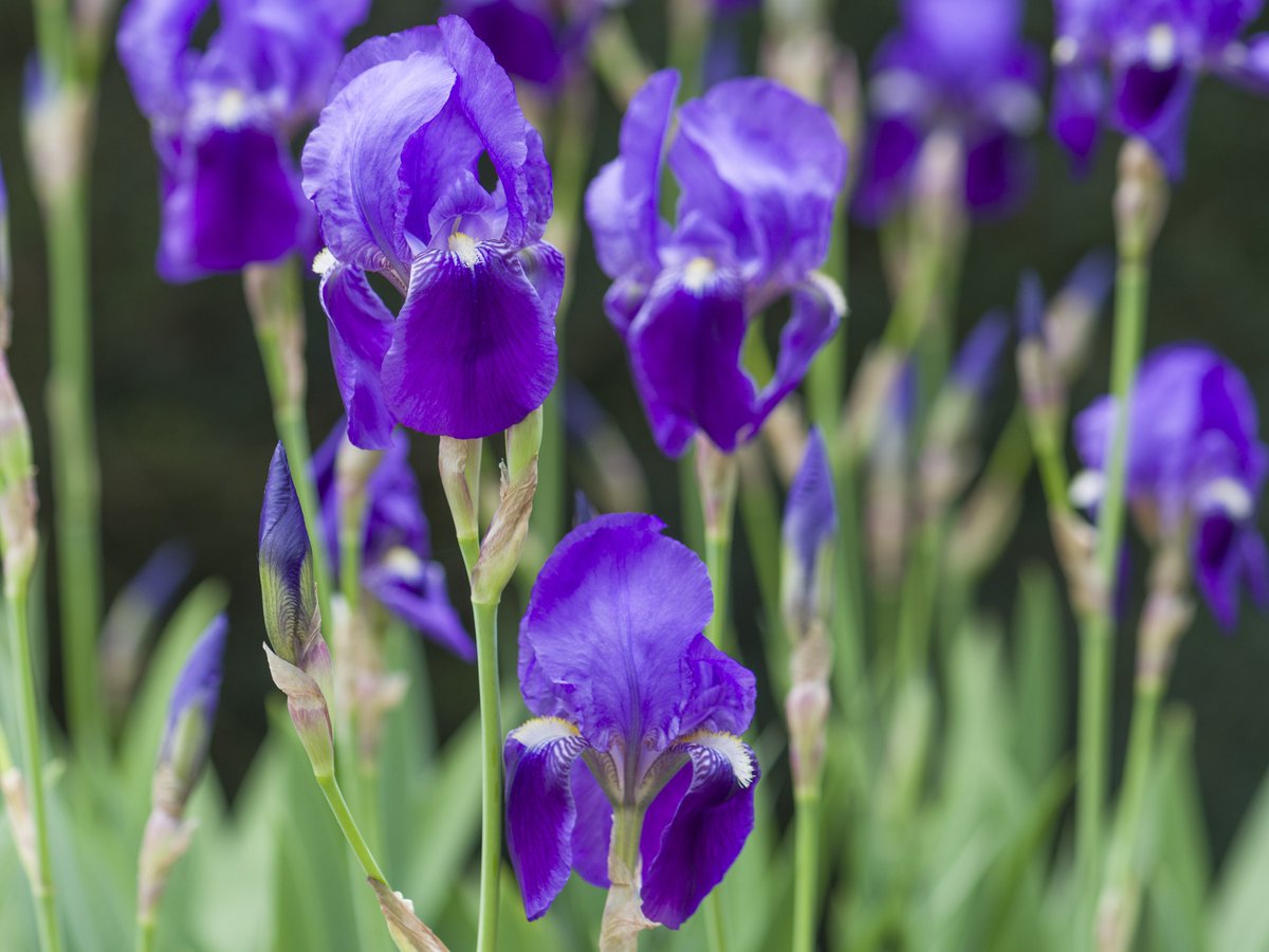 🌿Today marks the start of #NationalGardeningWeek! So why not visit the Botanic Garden to embrace and enjoy the natural world in all its beauty, be inspired & discover more about plants. 🌷And brand-new this week, enjoy our 'Dyes from Plants' adult trail launching on Wednesday.