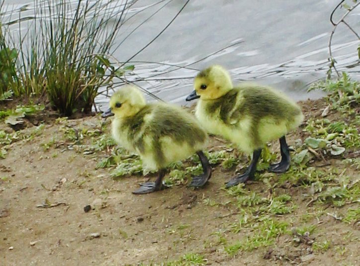 @A4HNorthants We had a great walk this weekend just gone and even the ducklings came out to have a very sweet waddle😀🦆