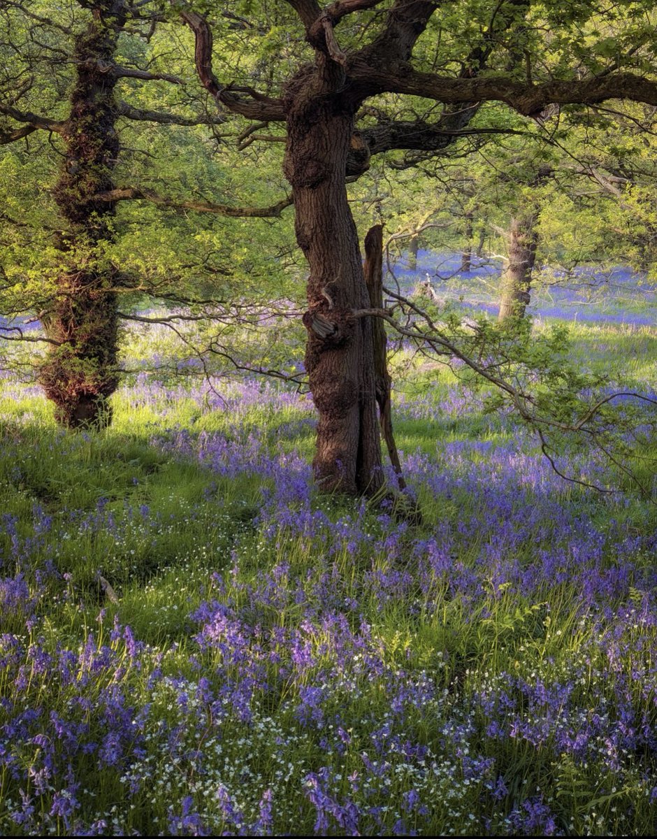 Tree of the day.