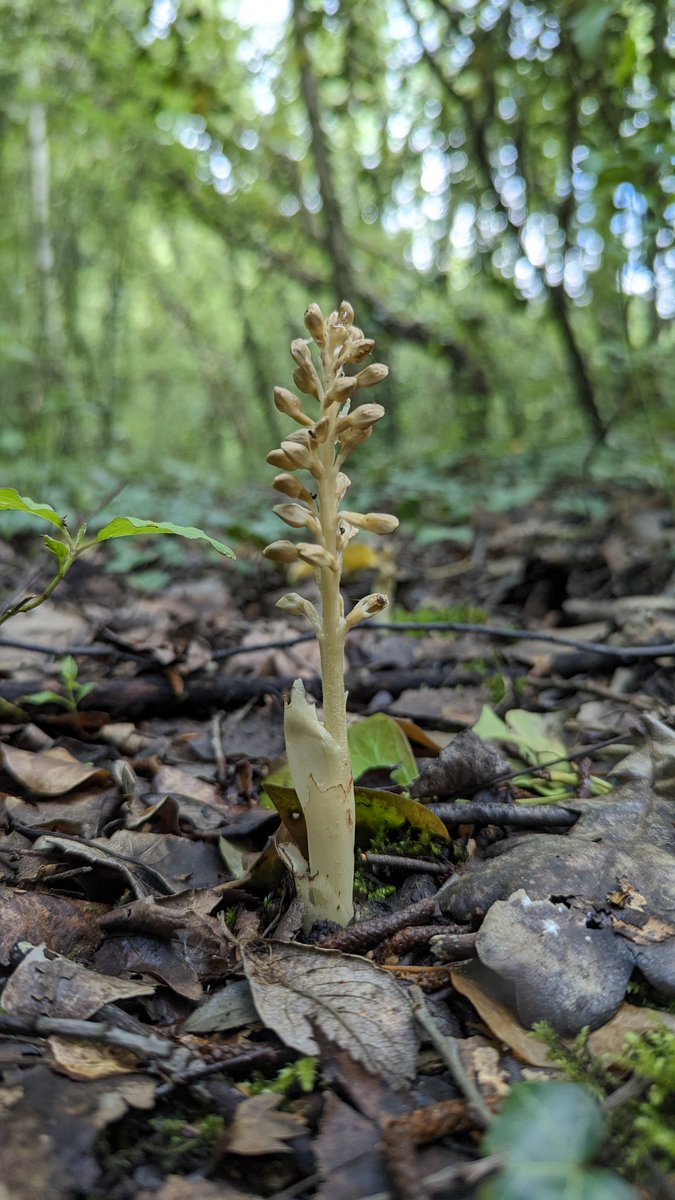 Nothing like your 1st orchid of the year to cheer you up. Phone pic of a Birds Nest Orchid