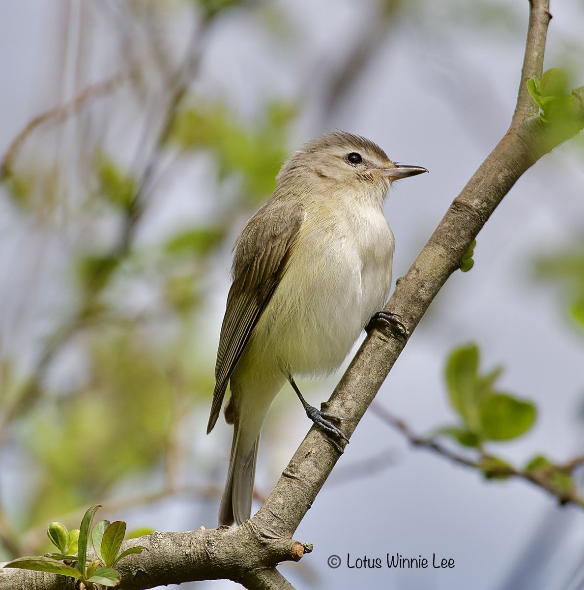 With this little guy you have to be really quick or the opportunity to get a shot will be gone in a second! Warbling Vireo on Long Island on Sunday 4/28/2024. #warblingvireo #vireo #birdwatching #wildlife