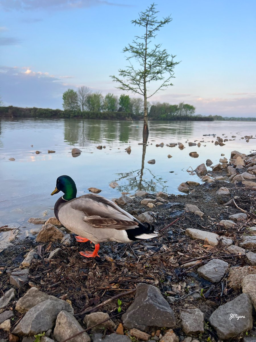 Early morning at Shelby Park in Memphis, TN #NaturePhotography