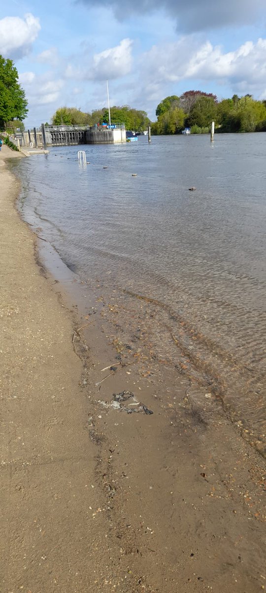 TMYCthames's tweet image. #HereWeGoAgain Thames rising after more rainfall. Molesey Lock waiting area under water &amp;amp; back to Red Boards #TMYC #Thames #MoleseyLock #Flood #RedBoards #Boats #Hampton #HamptonCourt