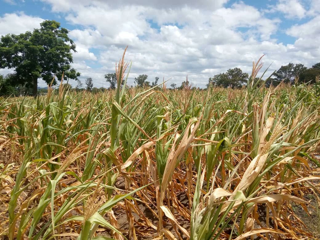 Chiredzi Chiefs send SOS as drought looms Traditional leaders in the Lowveld have sent distress calls to government and Non-Governmental Organizations for food aid, as the region is already experiencing acute food shortages due to the El Nino-induced drought. The Lowveld,…