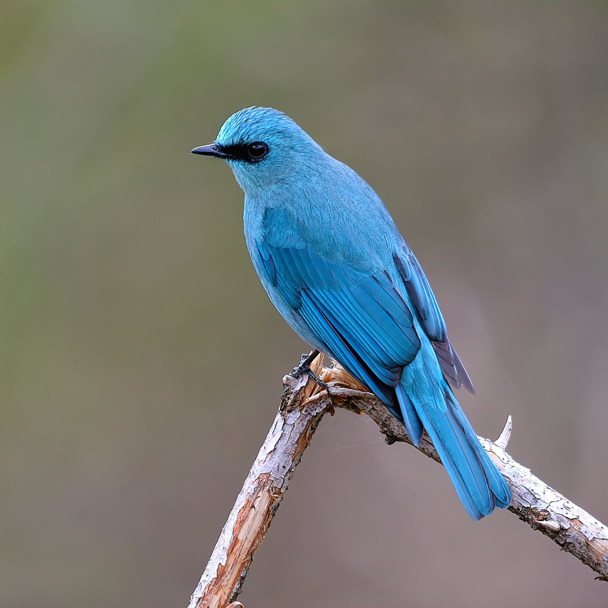 A bird sitting in a tree is never afraid of the branch breaking because its trust is not on the branch but on its own wings. Always believe in yourself. - Charlie Wardle Do you have any favorite birds to share? Verditer Flycatcher #IndiAves #ThePhotoHour #Favouritebirds