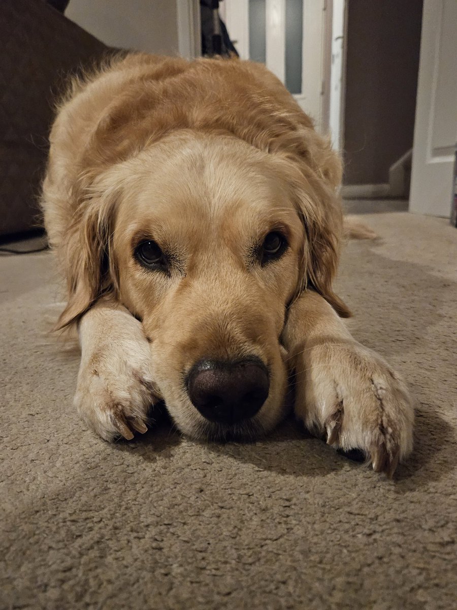 Hardy is 6 years old today! 🥳🎁🦴