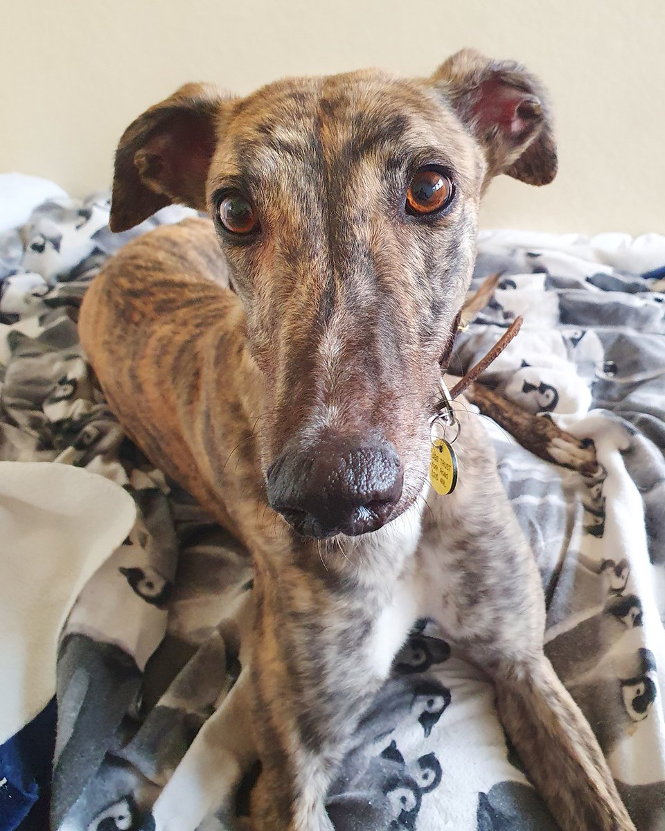 Awww...Kennel cuddles with our adorable Ellie are the BEST!!
😍😍😍

She's a real dreamboat so if you are a true long-dog-lover, go check her out👉 bit.ly/3vcUL8K

#RescueDog #Greyhound #AdoptDontShop #Leeds #AdoptADog @DogsTrust