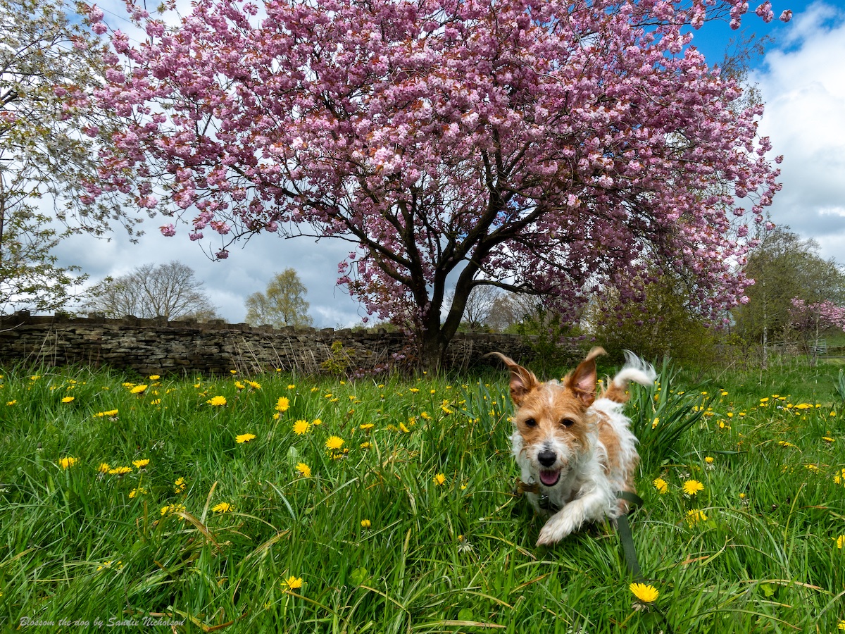 Suddenly our walks are filled with colour & Blossom the dog (appropriately named!) has a #spring in her step! #BlossomWatch #signsofspring #Huddersfield #Holmfirth #Yorkshire #dogs @ThePhotoHour @StormHour #loveukweather #nature #rescuedog