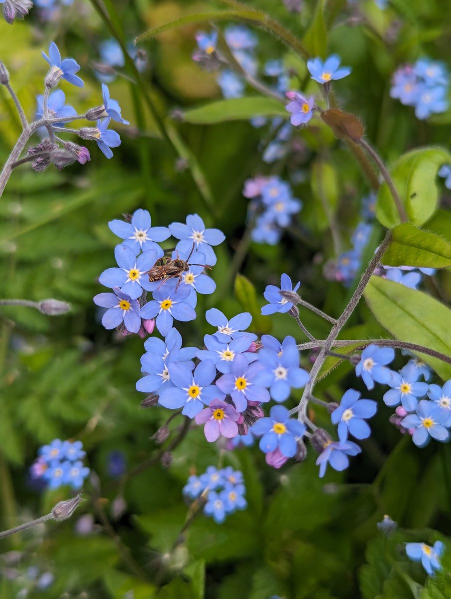 Forget me not.

Absolutely beautiful colour on these, Fantastic

#SaveTheBees