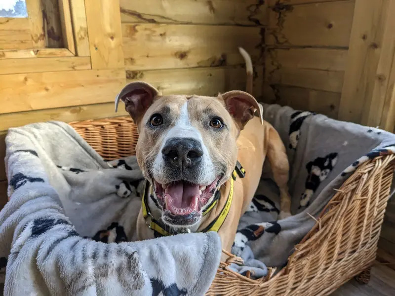 Lucy is a 5-year-old Lurcher 🐕 She is full of beans and is always great fun to be around 🐶 If you are looking to adopt her🐾apply now and add her to your favourites! bit.ly/3VgmEFn #AdoptDontShop @dogstrust