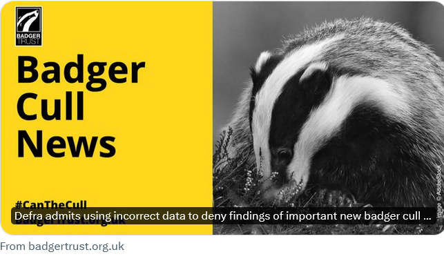 #badgermonday 🦡
Remember this from 18 May 2022?
'Defra’s corrected calculations continue to show no convincing difference between culled & unculled areas 
... Yet, despite this, Defra still claims badger culling reduces bovine TB in cattle.'
badgertrust.org.uk/post/defra-adm…
#stopthecull