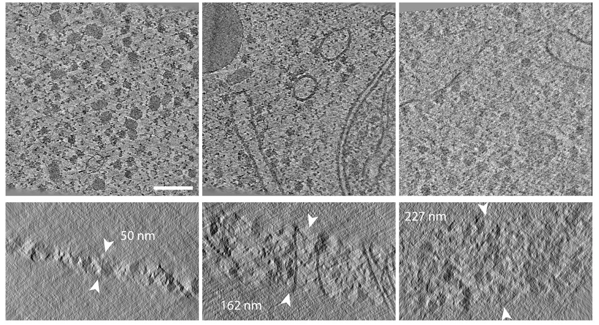 How to optimize samples to study subcellular architecture and structures of biomolecules in situ by #cryoET? 
💡Novel insights on optimal lamellae thickness and extend of structural damage in cryo-FIB milling by M. W. Tuijtel & coworkers published in @ScienceAdvances! #biophysics