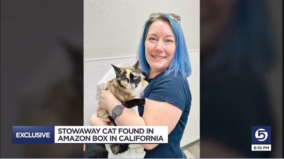 🐈‍⬛🇺🇸 FLASH - Un couple d'Américains a expédié, par erreur, leur chatte dans un colis Amazon. Le pauvre animal a été envoyé à 1.000 km du domicile familial, avant d'être retrouvé par une employée dans un entrepôt de la firme en Californie. L'animal a survécu plus de six jours,…