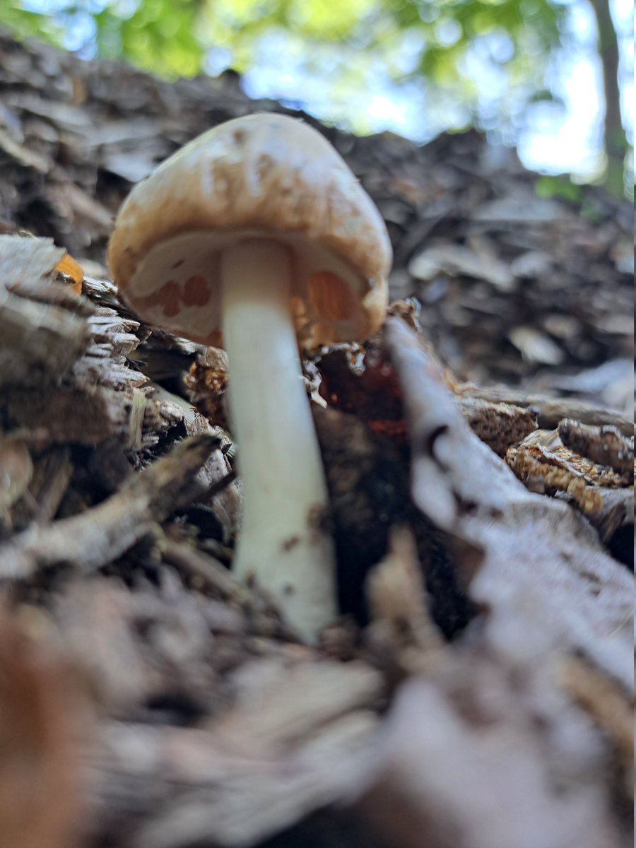 #MushroomMonday