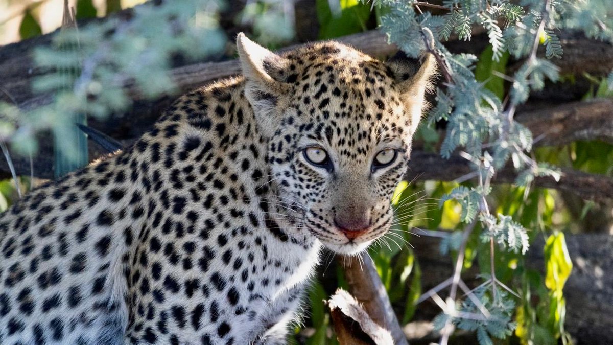 Beautiful leopard of Chitabe!