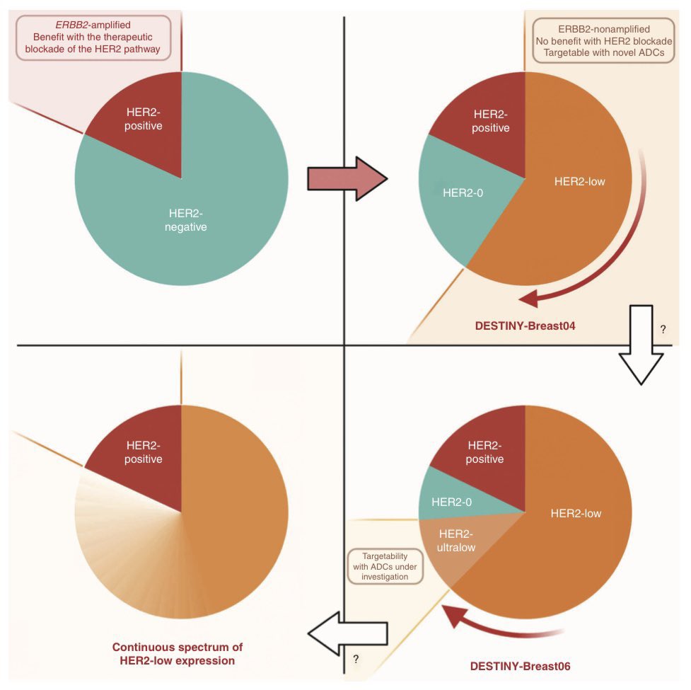 HER2 is about to change again. In DESTINY-Breast06, T-DXd significantly improved PFS in chemo-naive patients with HER2-low and HER2-#ultralow MBC. OS immature. Presented at ASCO? Press Release: astrazeneca.com/media-centre/p… Navigating HER2-low: aacrjournals.org/cancerdiscover…