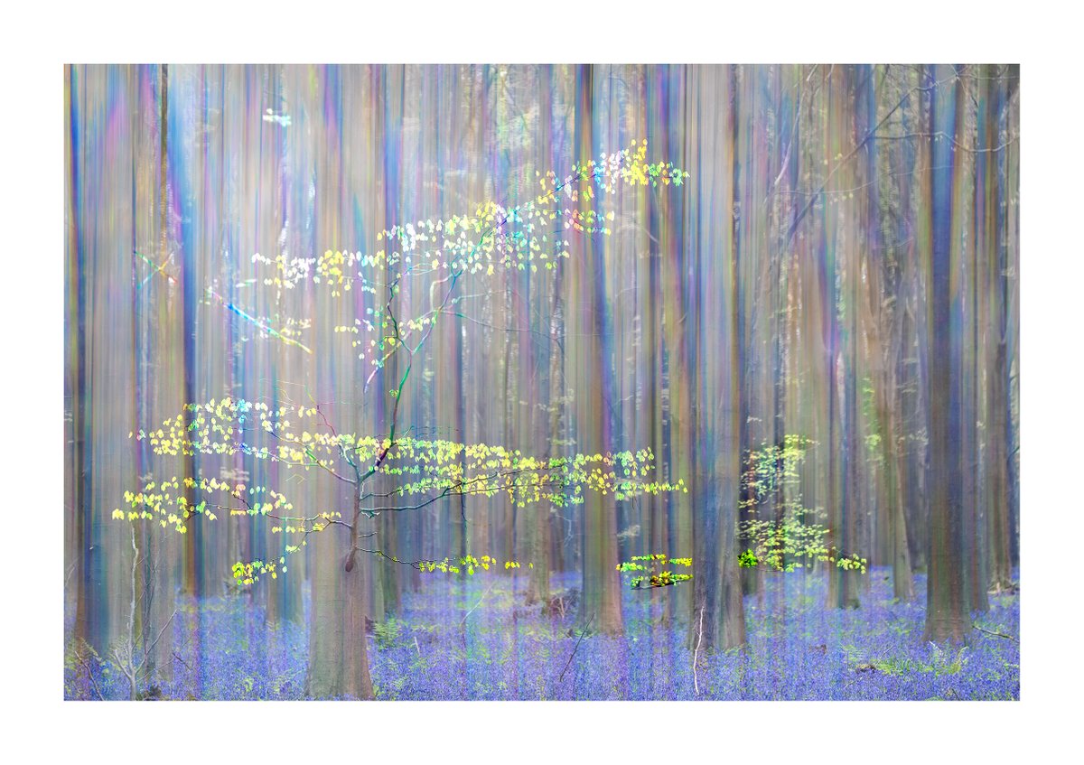 OK - I've faffed around long enough on this one. It may well not be the final edit, but it's the last one I'm doing today. Bluebell woods with stripes courtesy of the camera jewellery. #fsprintmonday #sharemondays2024 #lensbabyomni