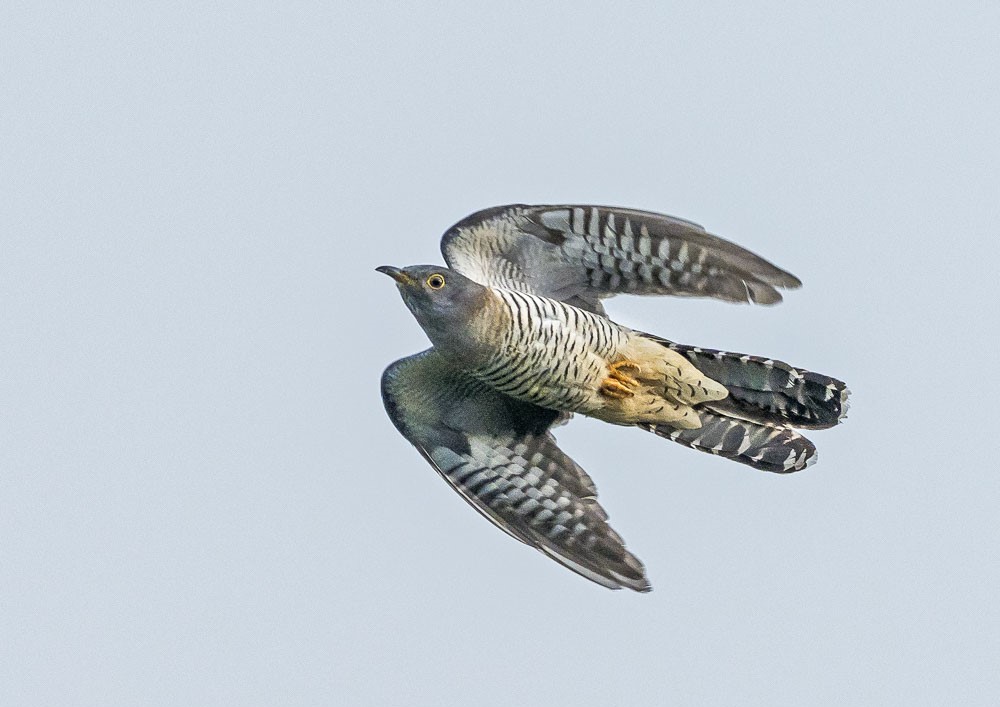 Sightings this morning: First cuckoo of summer, bittern, snipe, wood sandpiper x2 Lady Fen, swallow, house martin, tree sparrow, black-tailed godwit. First swift flocks passed through over the weekend 😀 📷 Cuckoo by Simon Stirrup