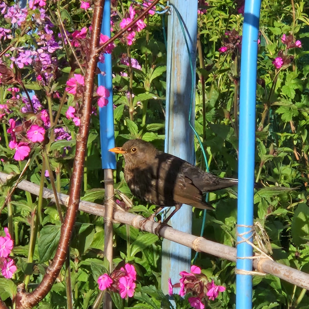 Mrs Blackbird aka Sharon, who dug up and ate most of my broad beans 🫘 I've planted 80 beans, 17 remain 🥹 Thanks Sharon! If you weren't so cute, I'd be mad! #gardening