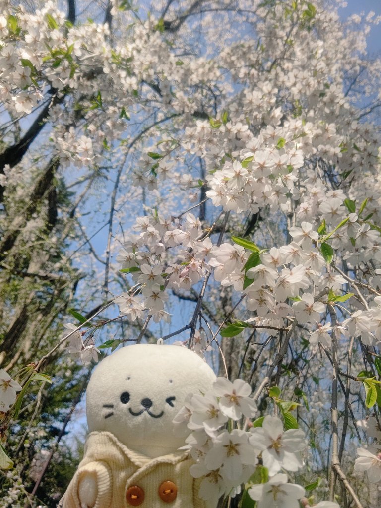 天神山の枝垂れ桜

#ついたん #ついてきちゃうしろたん #しろたん #天神山緑地 #天神山