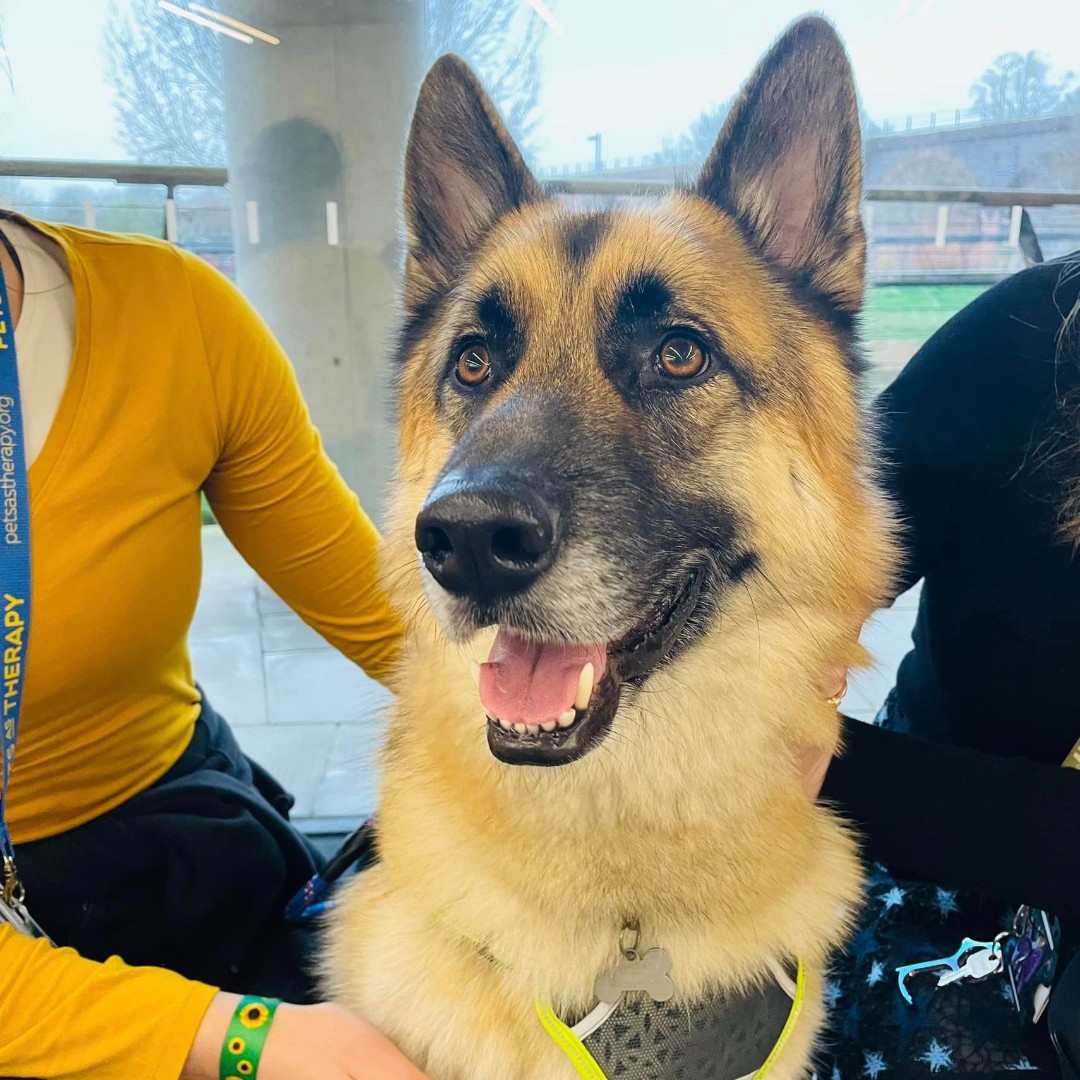 Join us again for Study Happy Hour this Thursday 2nd May at 2pm and say hi to Lupin the therapy dog! 🐶🐕 Bring your own cup for a tea or coffee too! ☕