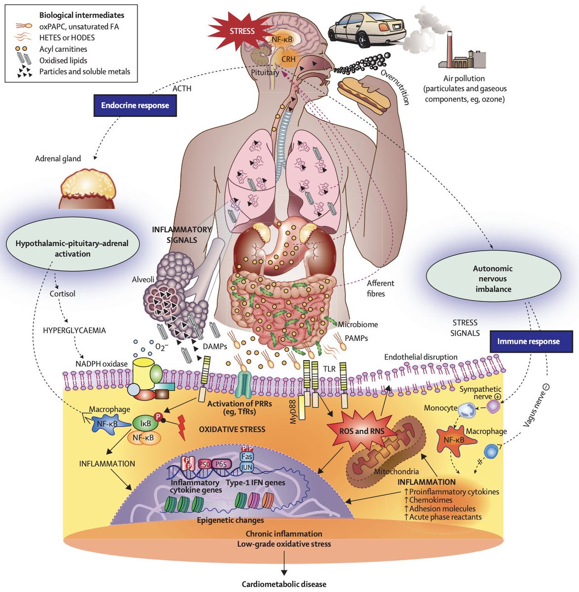 New review in the @TheLancetEndo provides an up-to-date summary of the epidemiological evidence and mechanistic underpinnings linking air pollution with cardiometabolic risk🫀 Full paper 👉thelancet.com/journals/landi…