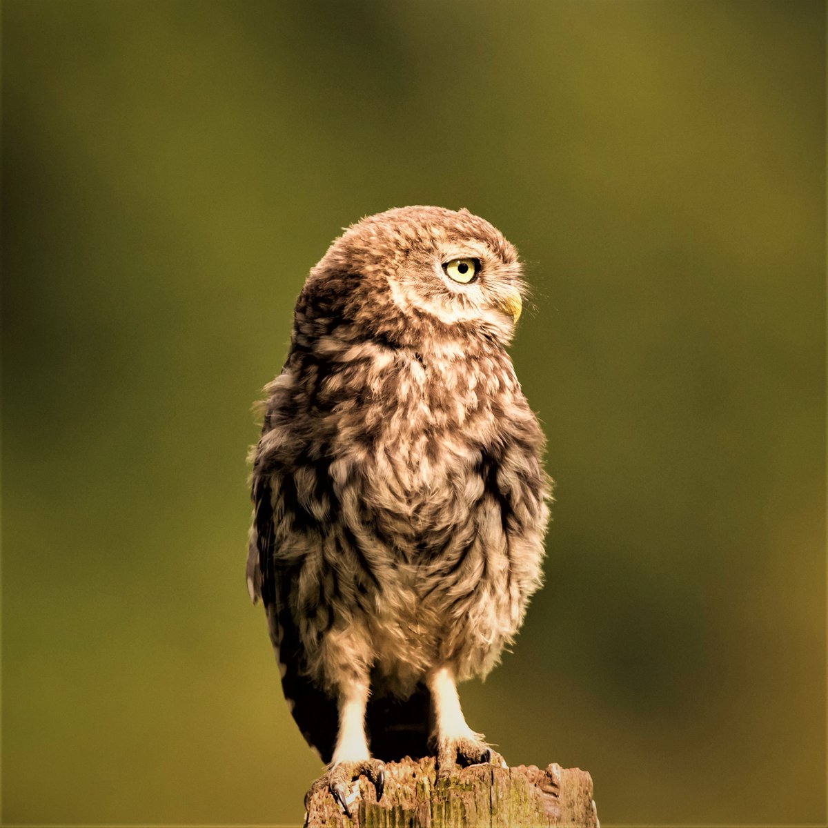 Bore da! 🌞 🌳 Did you go out to nature this weekend? Let us know what you saw! 🐦 🐦 Wedi mynd allan i ganol byd natur dros y penwythnos? Gadewch ni wybod be welsoch chi! 🌳 (📸 : Louise Greenhorn)