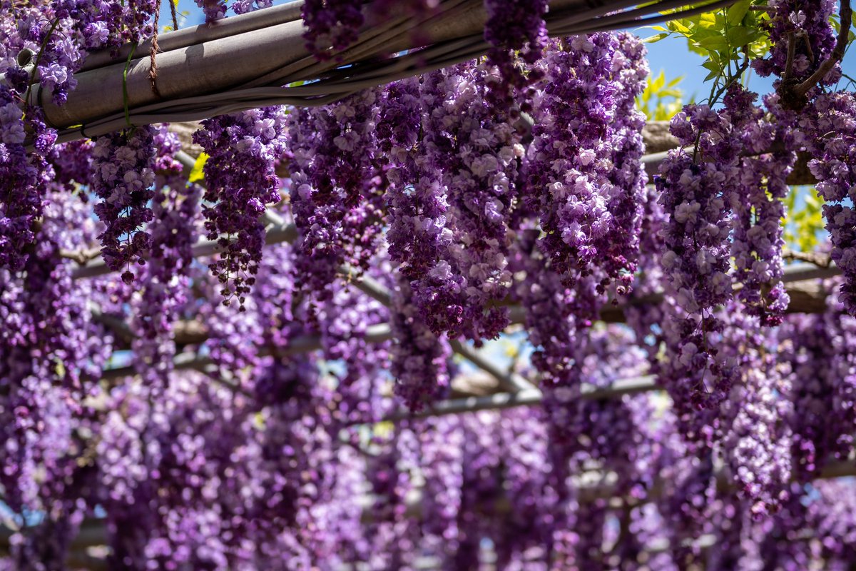 YeeshaYe's tweet photo. Wisteria is in a full bloom! It was nice to return to this spot a few year after the last visit. I felt like it was way more crowded this time 😅Sun was ruthless but we survived. I wasn’t ready for summer to arrive so quickly! 

#足利フラワーパーク#大藤 https://t.co/VduzzZhdHC