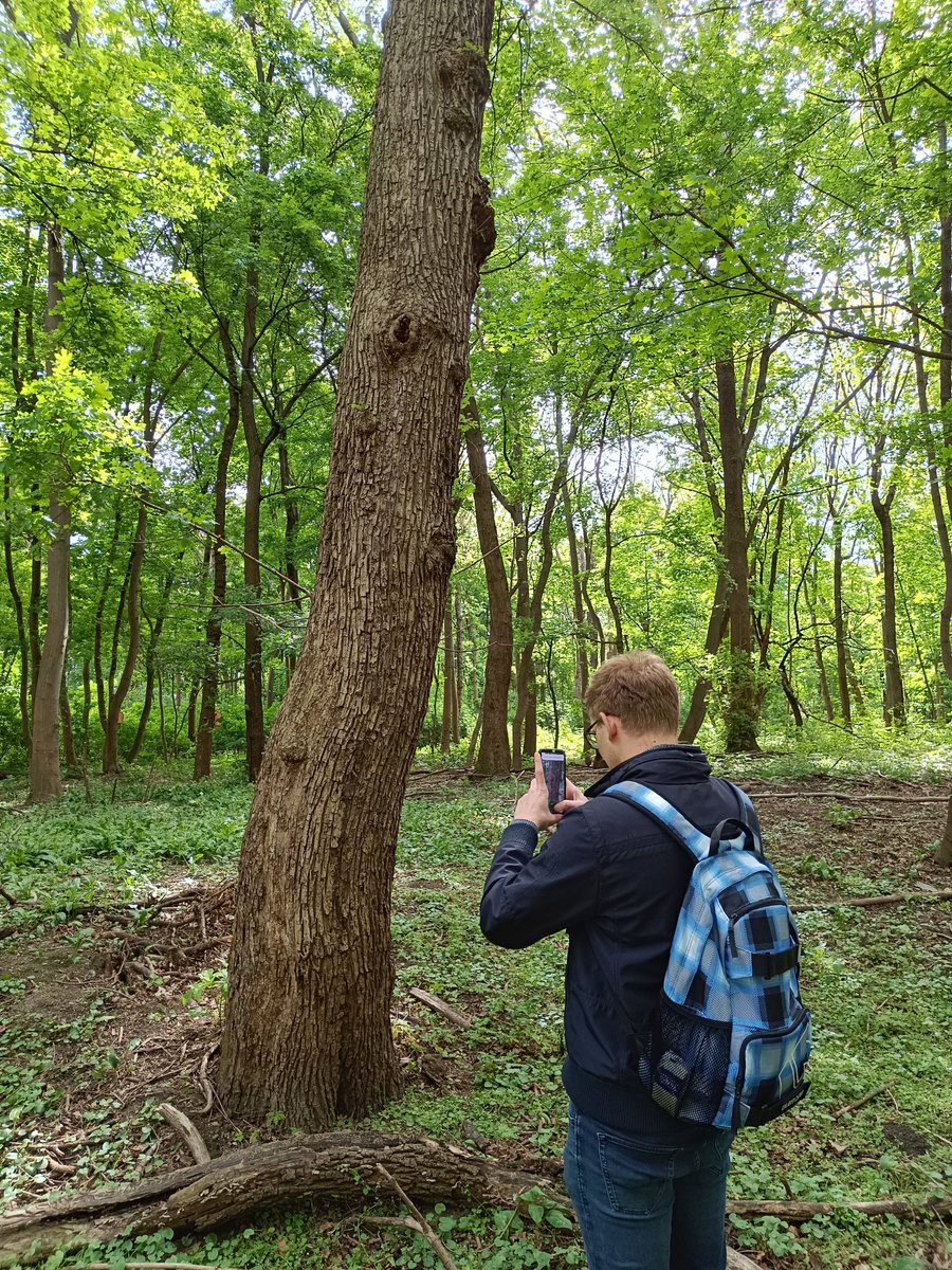 Venturing into the forests of #Vienna again, this time equipped with smartphones 📱🌲🌳 Excited to delve deeper into #smartphone-based #tree parameter estimation!