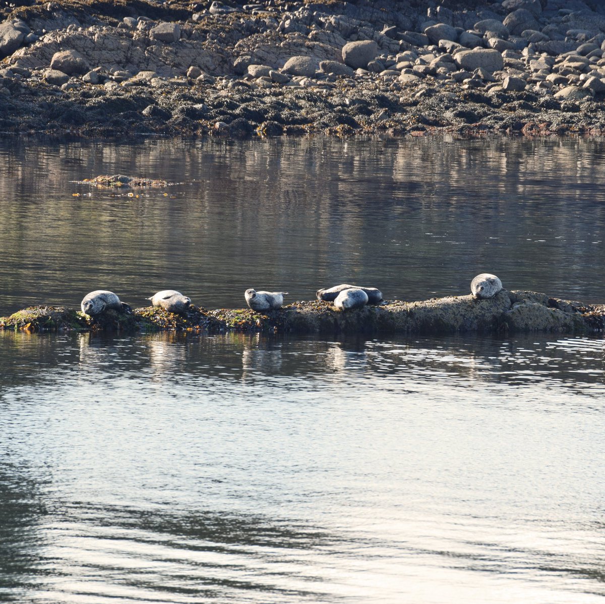 Seals.

#castleton #lochfyne #seals #scottishwildlife #scottishsealife #visitscotland