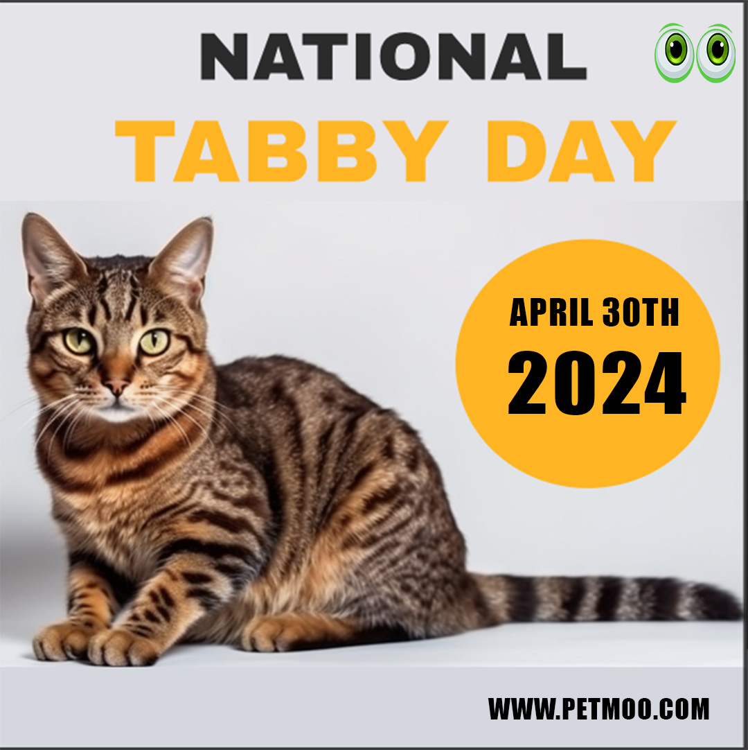 National Tabby Day
#petmoo #pets #cats #catbreeds #petdays #petday2024 #tabbyday #nationaltabbyday