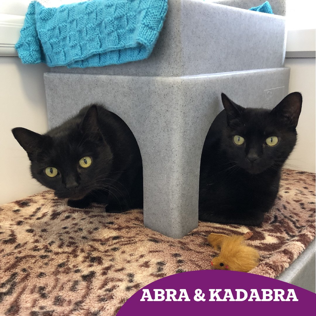 Gorgeous duo Abra & Kadabra are still on the hunt for their #fureverhome 🏡 could you lend a helping paw and share their story? 🐾 cats.org.uk/findacatform/?… cats.org.uk/findacatform/?…