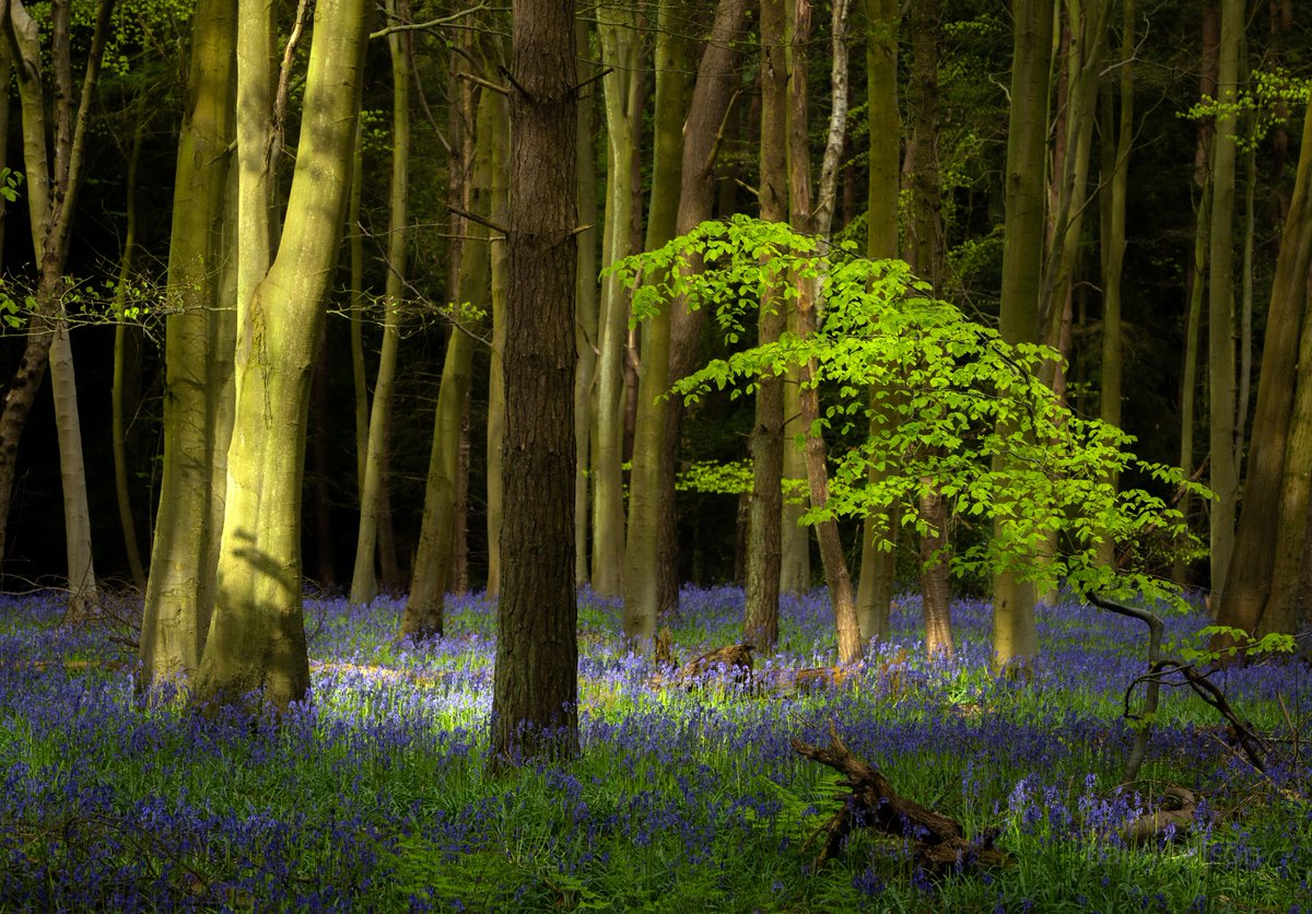 Warm Spots #fsprintmonday #WexMondays #sharemondays2024 #appicoftheweek #bluebells