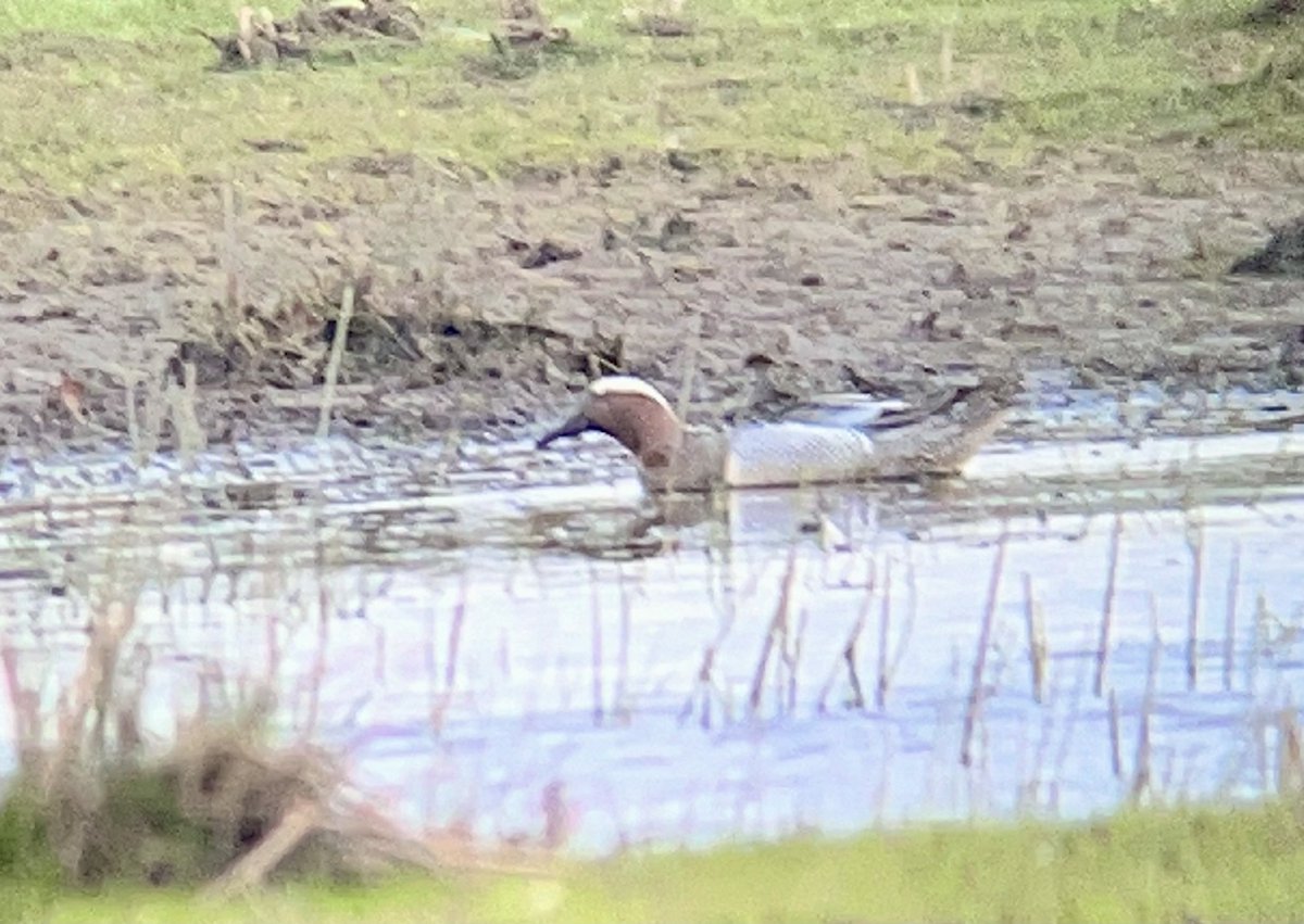 Good start to the day at @Natures_Voice RSPB Cors Ddyga, Ynys Mon. Drake Garganey showing well on main pool left of track from Carpark. Also 3 Common Sandpiper, Dunlin and 7 Golden Plover @AngBirdNews
