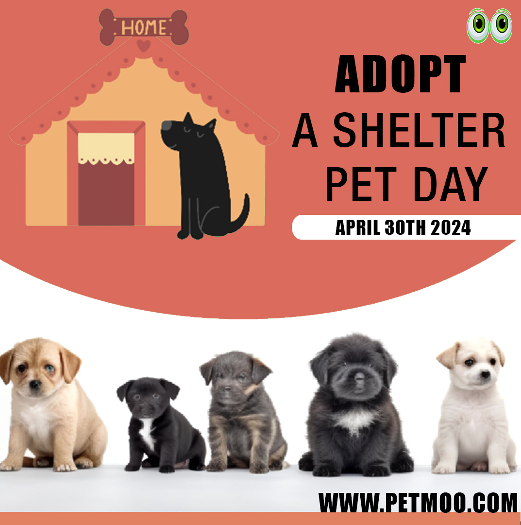 Adopt a Shelter Pet Day
#petmoo #pets #petdays #petday2024 #adoptashelterpetday