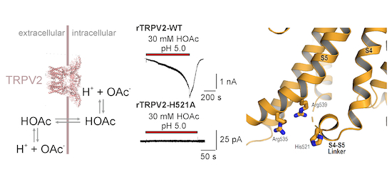 Functional and structural insights into activation of rat TRPV2 by weak acetic acids – endogenous agonists acting via permeation through the cell membrane Andreas Leffler, Vera Moiseenkova-Bell and collaborators embopress.org/doi/full/10.10…