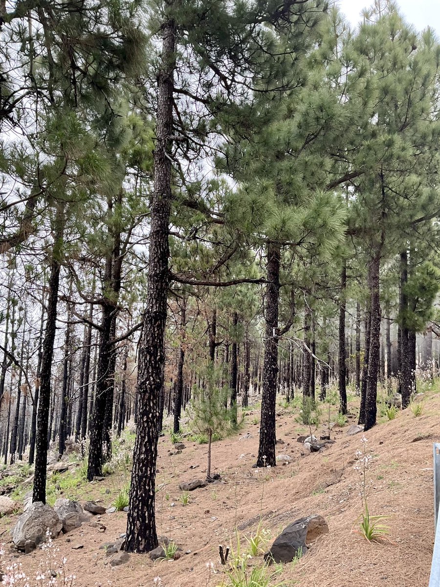 Pinus canariensis
”Canarian flora is unique in the world as these plant species became already extinct in the other areas of origin during the ice age”
Canarian pine cones found from 11 Ma
They are extremely resilient. After a forest fire they grow their needles back in 6-7 mnths