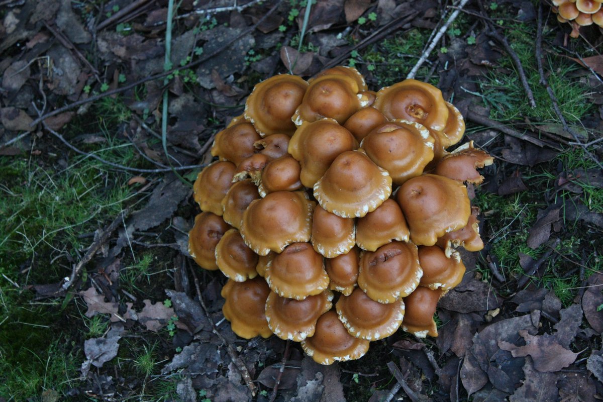 #MushroomMonday