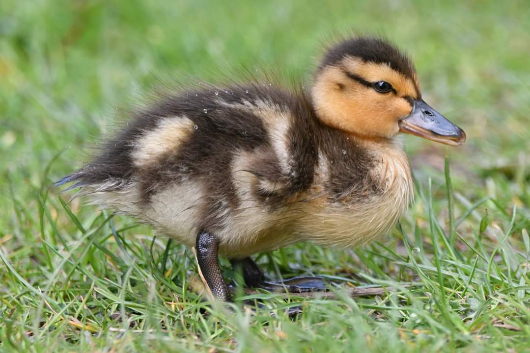 Mallard duckling 
Bude Cornwall 〓〓 
#wildlife #nature #lovebude 
#bude #Cornwall #Kernow #wildlifephotography #birdwatching
#BirdsOfTwitter
#TwitterNatureCommunity
#Duckling #Mallard