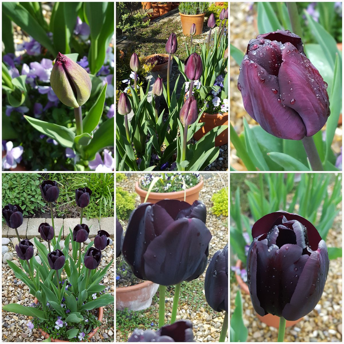A cloudy, blustery Monday morning, but dry so far.
These tulips are perhaps a little too dark for #MagentaMonday but they are rather bewitching and they go through a palette of colour from green to deep purple.